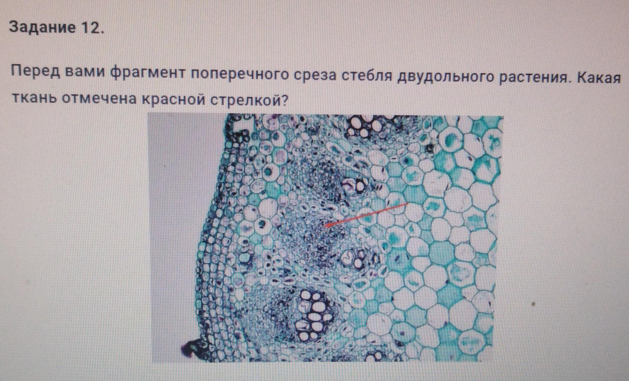 Фотография Поперечного Среза Стебля