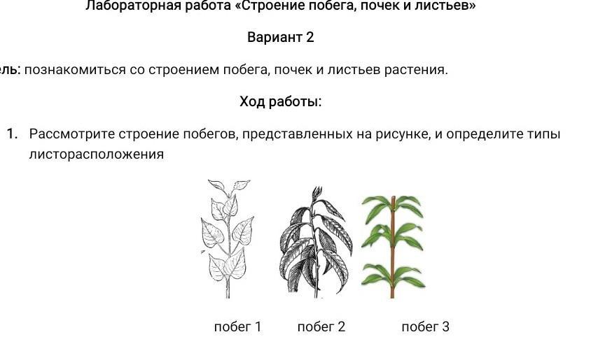 Листорасположение примулы